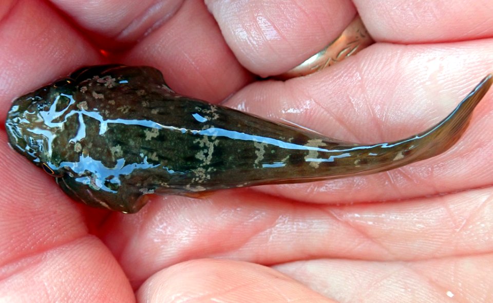 Trachelochismus pinnatus