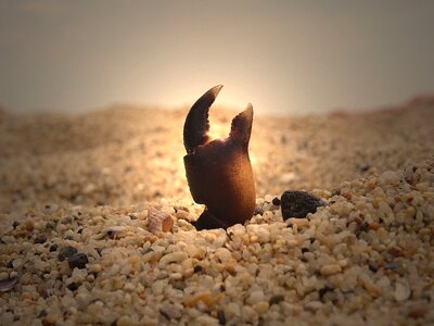 Sand light crab photo