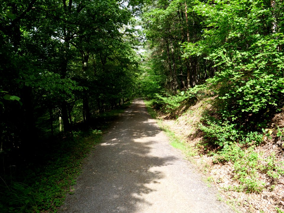 Track at Kermeter near Adamsberg in September 2019 02