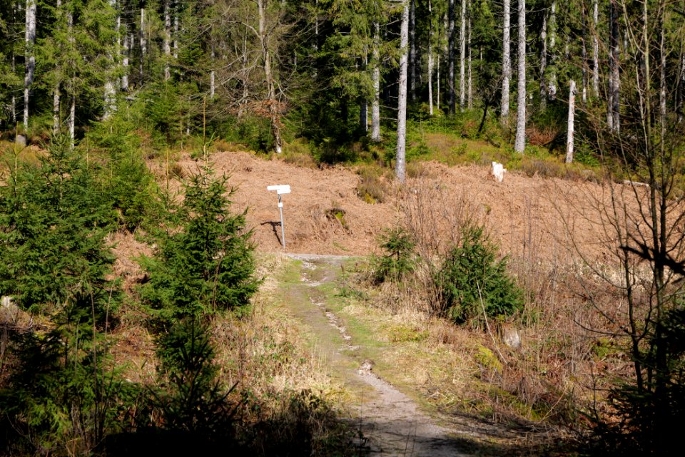 Track along Schwarzenbach Northern Black Forest 2020-03-15 06