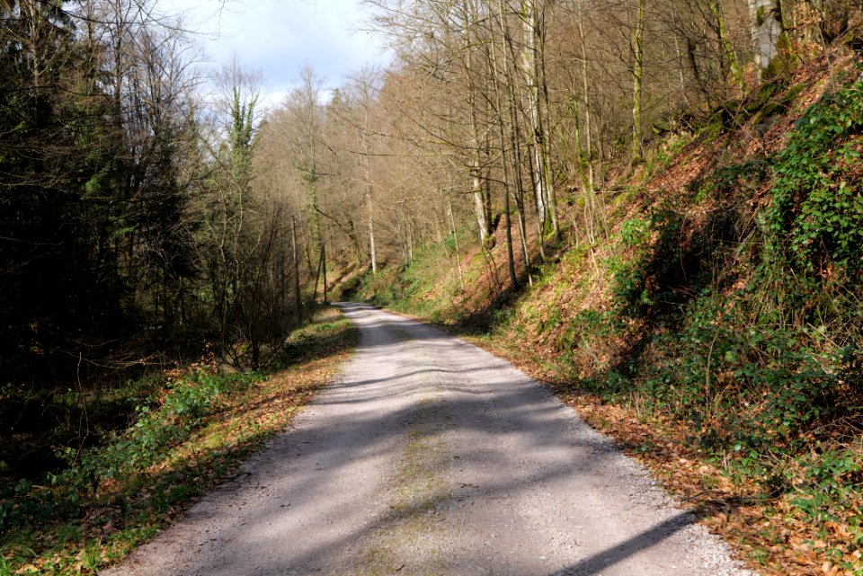 Track along Harzbach 2020-03-13 04