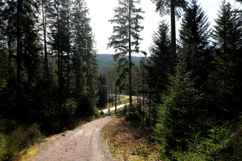 Track along Schwarzenbach Northern Black Forest 2020-03-15 04