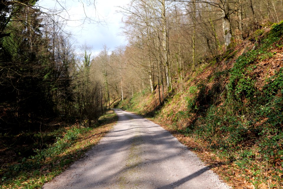 Track along Harzbach 2020-03-13 06