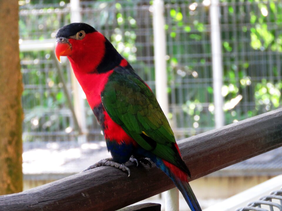 Beautiful bird cute bird colorful parrot