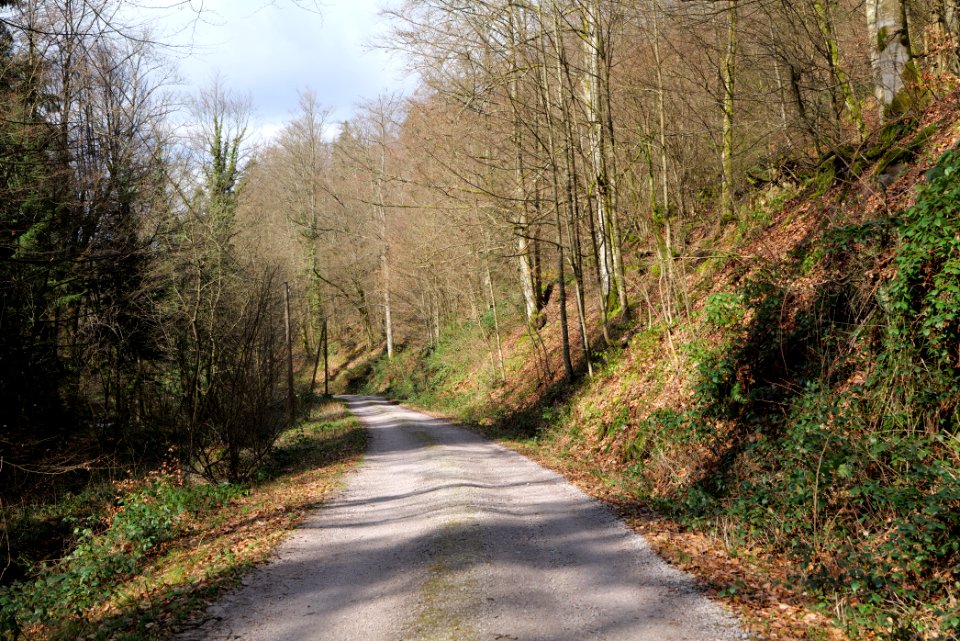 Track along Harzbach 2020-03-13 05