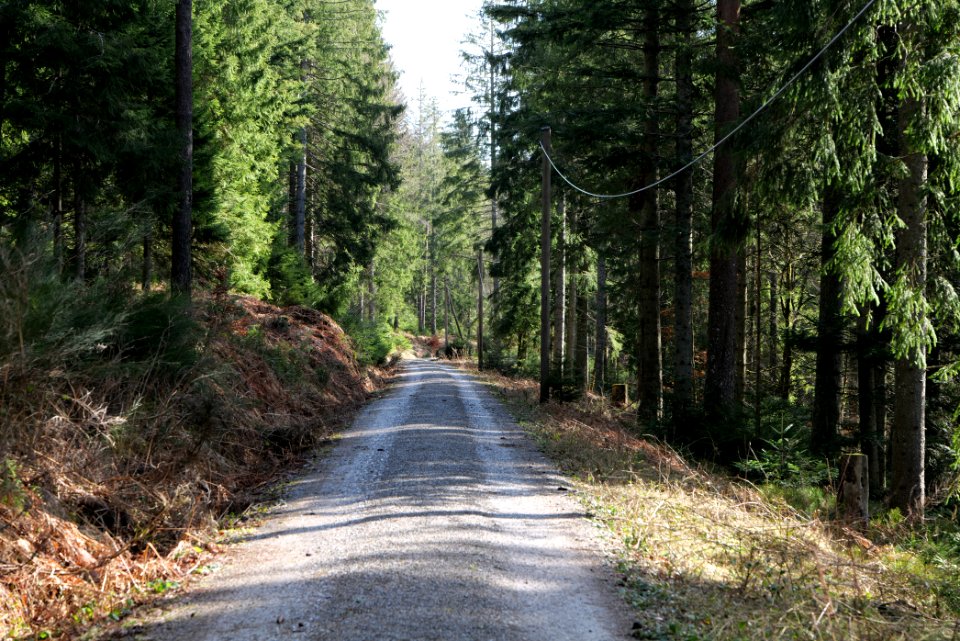 Track along Schwarzenbach Northern Black Forest 2020-03-15 01