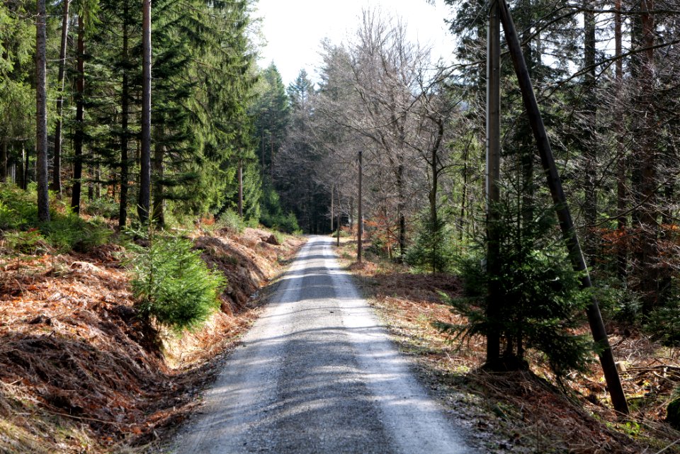 Track along Schwarzenbach Northern Black Forest 2020-03-15 02