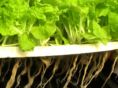 Produce lettuce grow