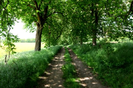 Track avenue in Boitzenburg 2021-05-29 06
