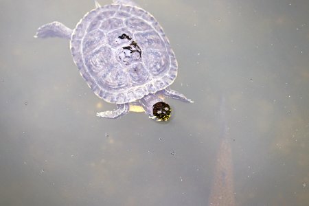 Trachemys scripta elegans IMG 7478-2