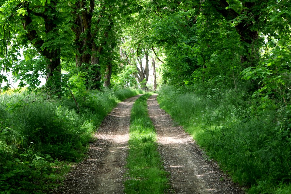 Track avenue in Boitzenburg 2021-05-29 04
