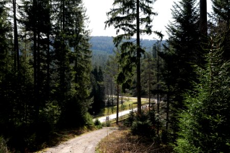 Track along Schwarzenbach Northern Black Forest 2020-03-15 05