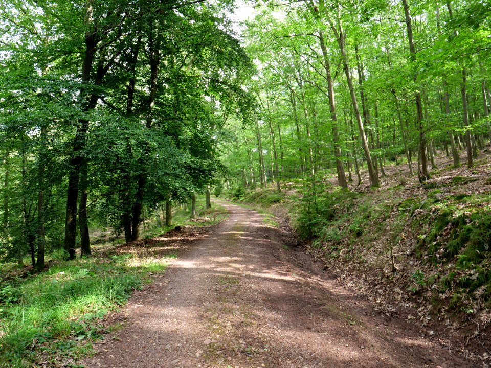 Track at Kermeter near Adamsberg in September 2019 04
