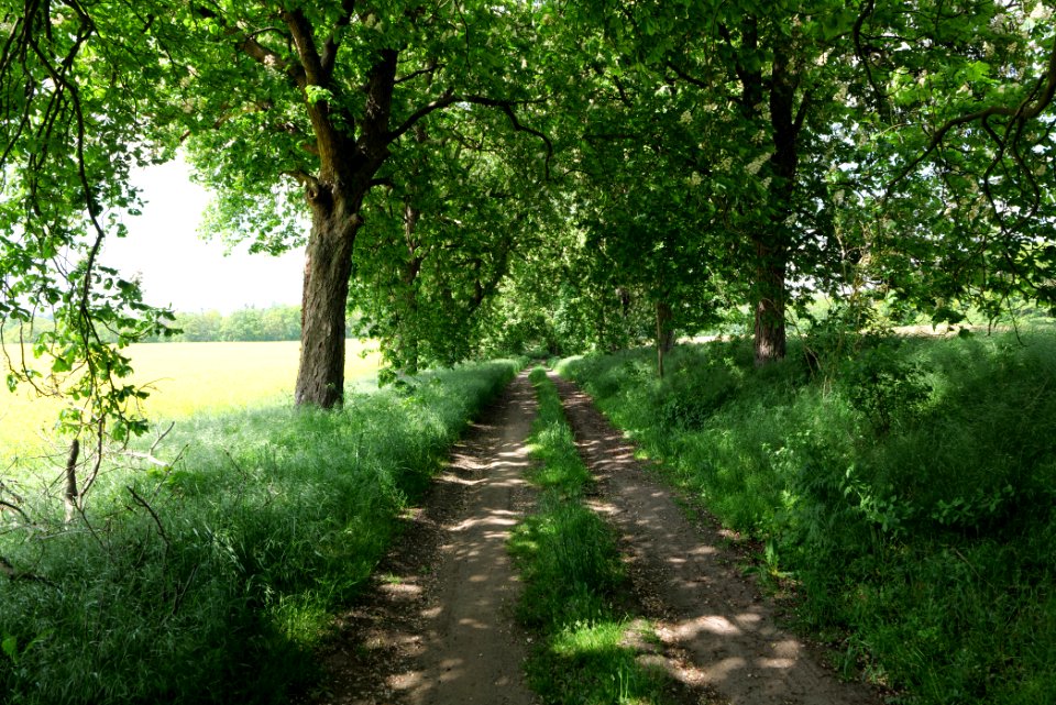 Track avenue in Boitzenburg 2021-05-29 08
