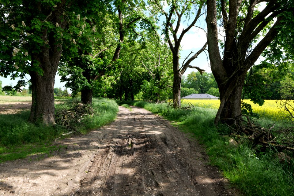 Track avenue in Boitzenburg 2021-05-29 16
