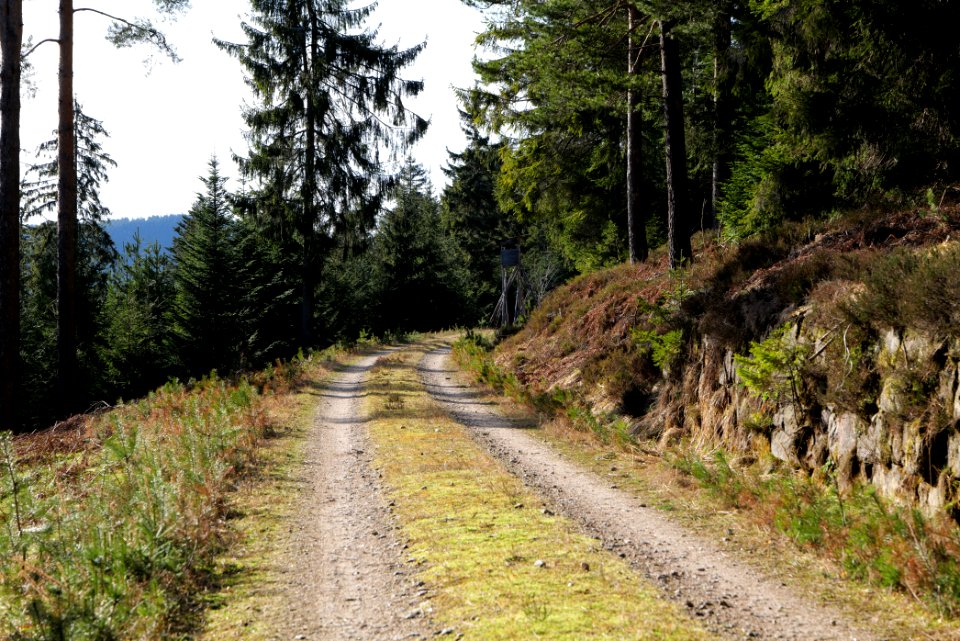 Track crossing Kirchweg Northern Black Forest 2020-03-15 03