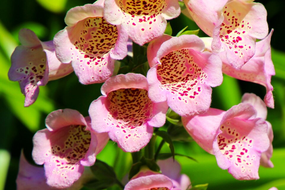 Nature garden summer