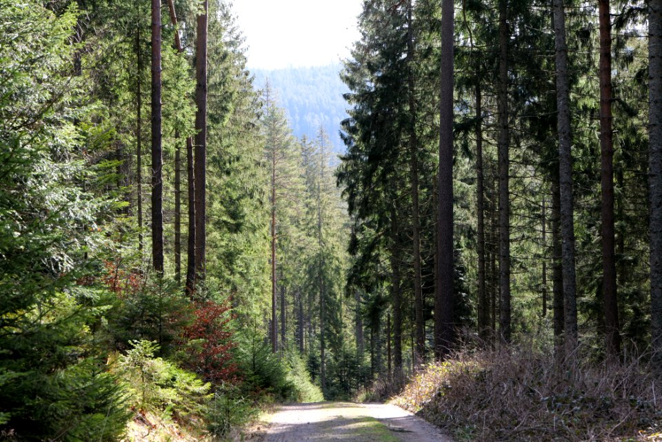 Track along Schwarzenbach Northern Black Forest 2020-03-15 03