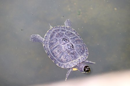 Trachemys scripta elegans IMG 7487-2