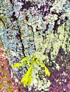 Tree detail 08 - Arlington, MA