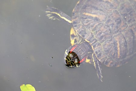 Trachemys scripta elegans IMG 7475-2