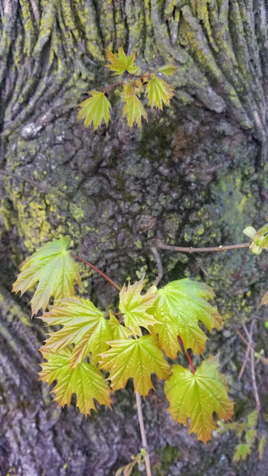 Tree detail 04 - Arlington, MA