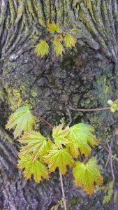Tree detail 04 - Arlington, MA