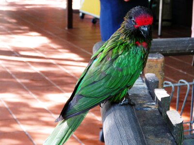 Beautiful bird cute bird colorful parrot photo