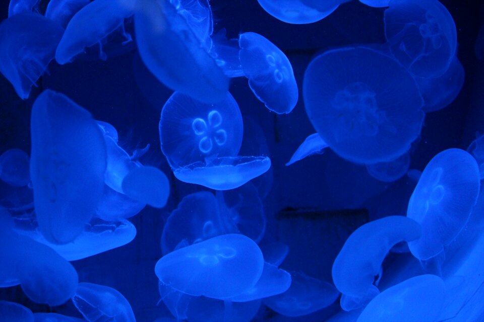 Aquarium sea animal creature