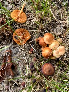 Tubaria furfuracea 59605444