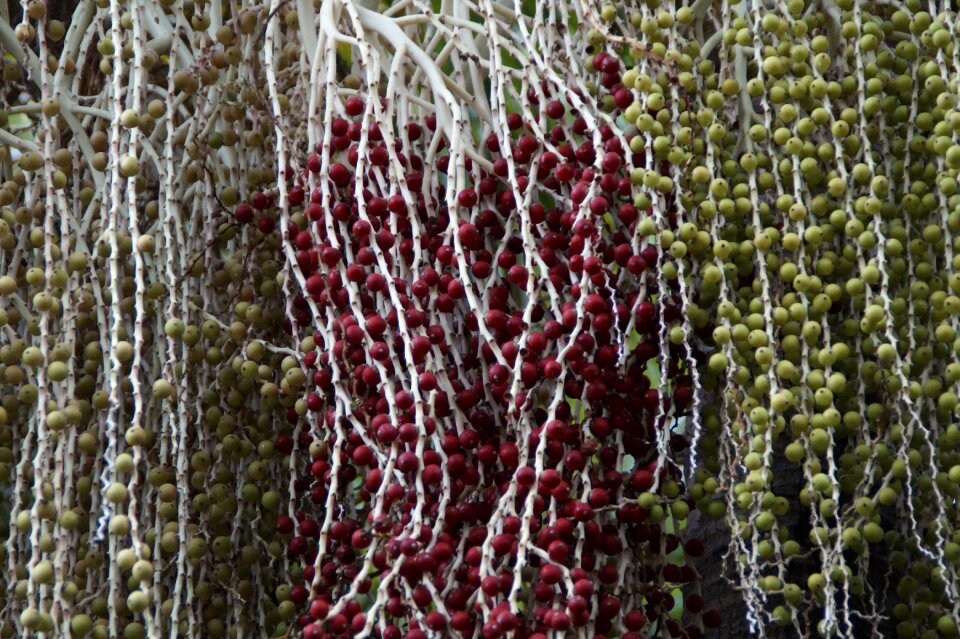 Close up fruits structure