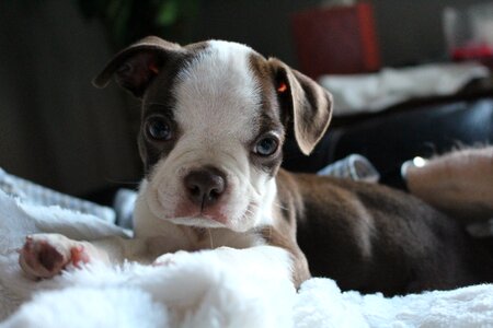 Pet terrier photograph