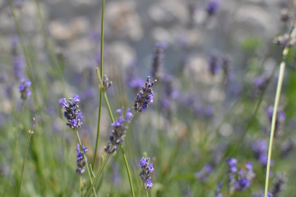 Aromatherapy healthy perfume