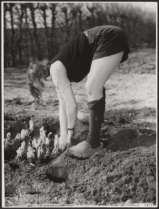 Tuinbouwschool Huize te Lande te Rijswijk. Bijschrift Het opgraven van Bruss…, Bestanddeelnr 035-0171