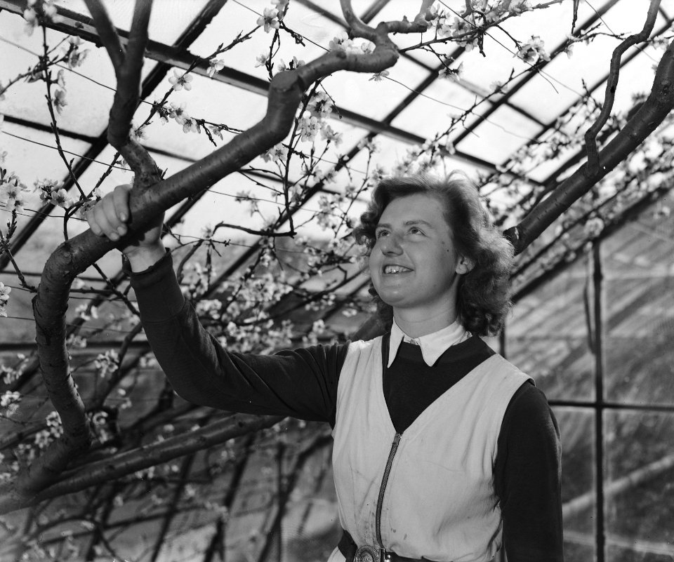 Tuinbouwschool Huize te Lande te Rijswijk, Bestanddeelnr 901-6184