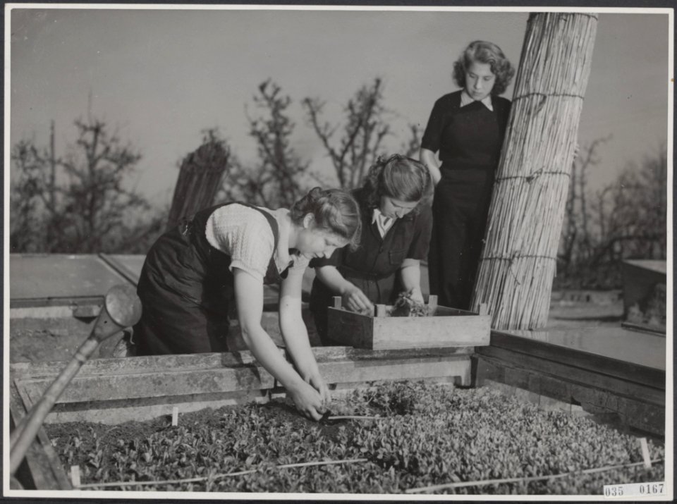 Tuinbouwschool Huize te Lande Rijswijk. De uitgezaaide groenteplantjes worden , Bestanddeelnr 035-0167