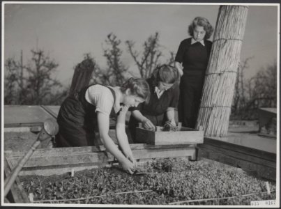 Tuinbouwschool Huize te Lande Rijswijk. De uitgezaaide groenteplantjes worden , Bestanddeelnr 035-0167