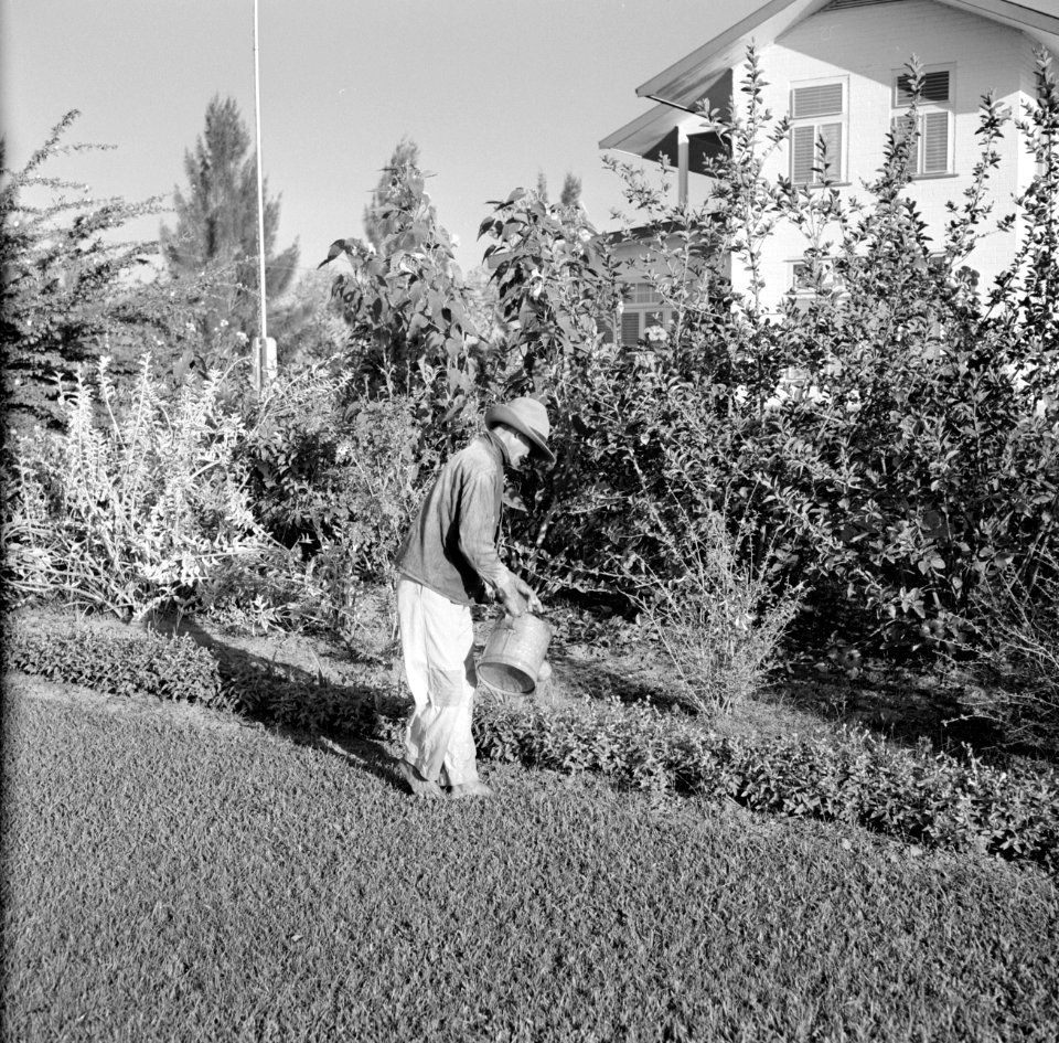 Tuin van de familie De Greve in Paramaribo, Bestanddeelnr 252-2194