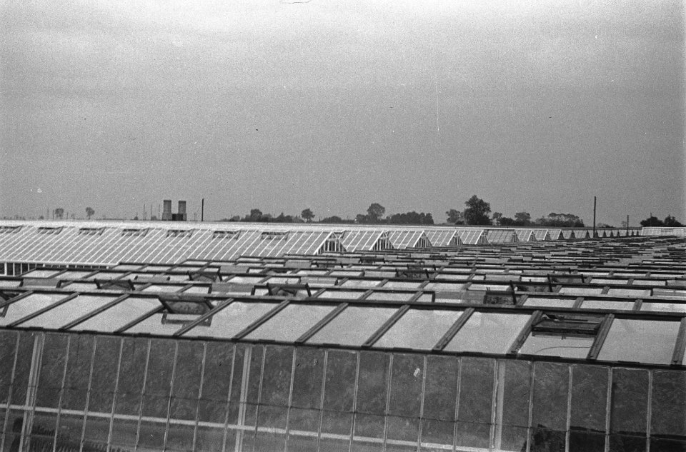 Tuinbouw te Spalding, Lincolnshire plantenkassen, Bestanddeelnr 935-2135