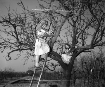 Tuinbouwschool Huize te Lande te Rijswijk. Het snoeien van de appelboom met ve, Bestanddeelnr 901-6174