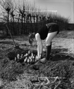 Tuinbouwschool Huize te Lande te Rijswijk. Bijschrift Het opgraven van Bruss…, Bestanddeelnr 901-6183