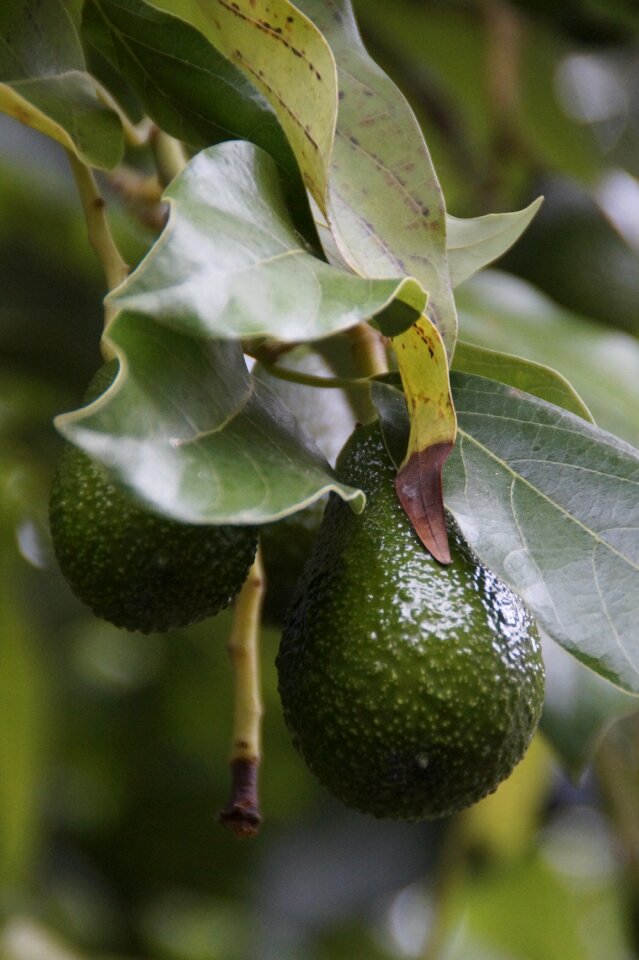 Healthy fruit edible