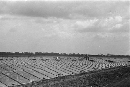 Tuinbouw te Spalding, Lincolnshire. Melons and Cucumbers meloenen en komkom, Bestanddeelnr 935-2136