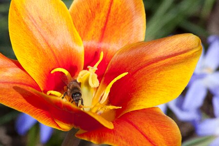 Lilies spring nature