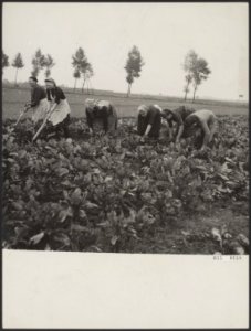 Tuinbouwschool Huis te Lande te Rijswijk, Bestanddeelnr 035-0168