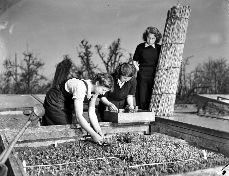 Tuinbouwschool Huize te Lande Rijswijk. De uitgezaaide groenteplantjes worden , Bestanddeelnr 901-6171