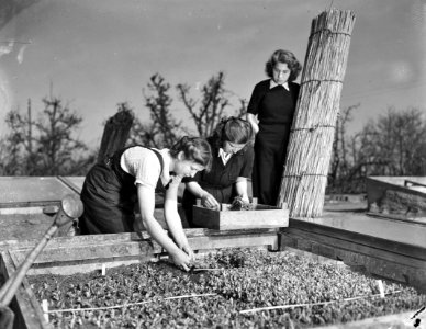 Tuinbouwschool Huize te Lande Rijswijk. De uitgezaaide groenteplantjes worden , Bestanddeelnr 901-6171
