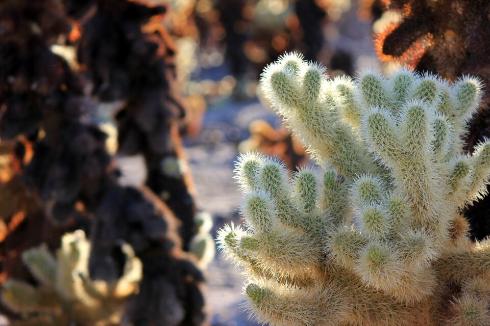 Cactus travel desert