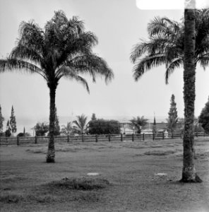 Tuin van het paleis van president Moboetoe in Kinshasa, Bestanddeelnr 926-7760