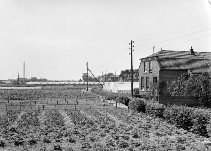 Tuinbouw in De Lier (Westland), Bestanddeelnr 164-0225